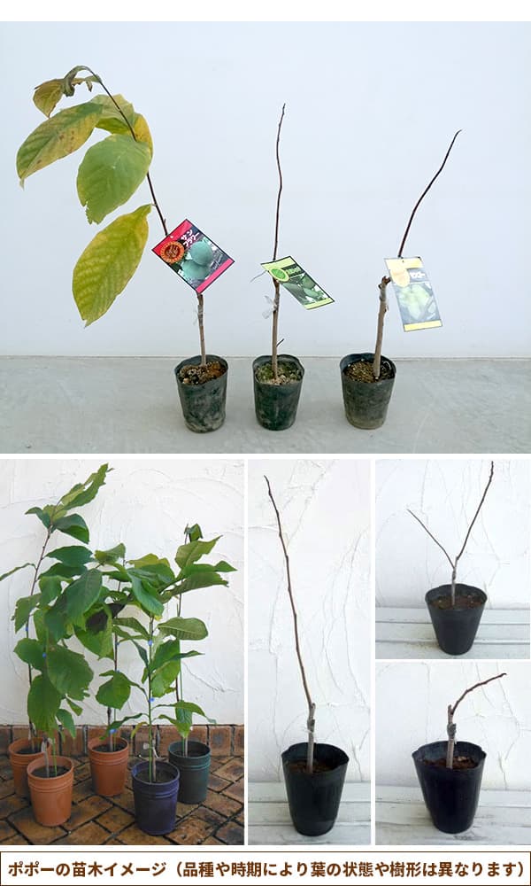 園芸ネット本店｜ポポー：ミッチェル（接木苗）5～6号ポット の通販