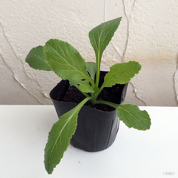 園芸ネット本店｜カンパニュラ・一重咲きパープルマーデン3号ポット 6