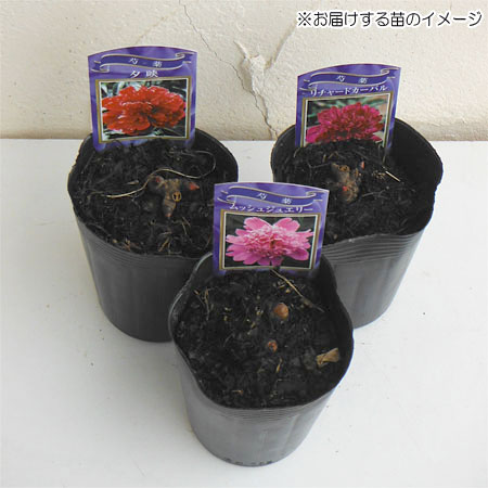 園芸ネット本店｜シャクヤク（芍薬）：コーラルサンセット4号ポット の