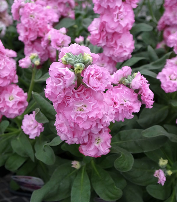 園芸ネット本店｜ストック：ベイビー ピンク（八重）3-3.5号ポット の