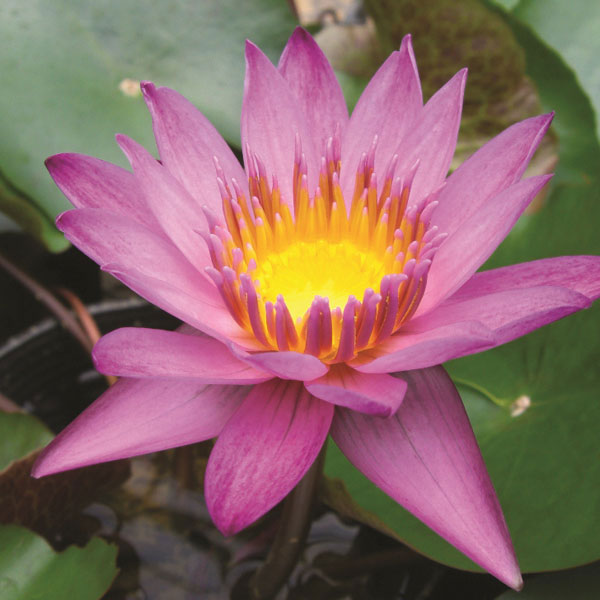 園芸ネット本店｜よく咲く熱帯スイレン：マミヤォ4号ポット の通販【公式】