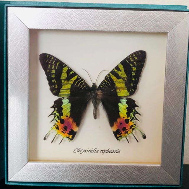 本日限定値下げ！ ニシキオオツバメガ 標本の通販 by ローズ's shop