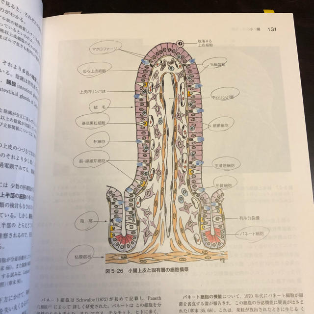医学書院 標準組織学 各論の通販 by ぞ｜ラクマ
