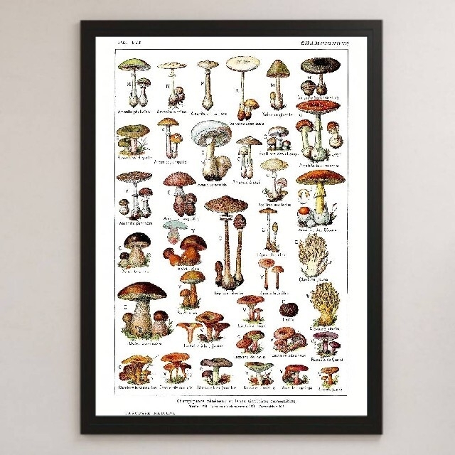 きのこ 図鑑 チャート ビンテージイラスト 光沢 ポスター A3 ③の通販