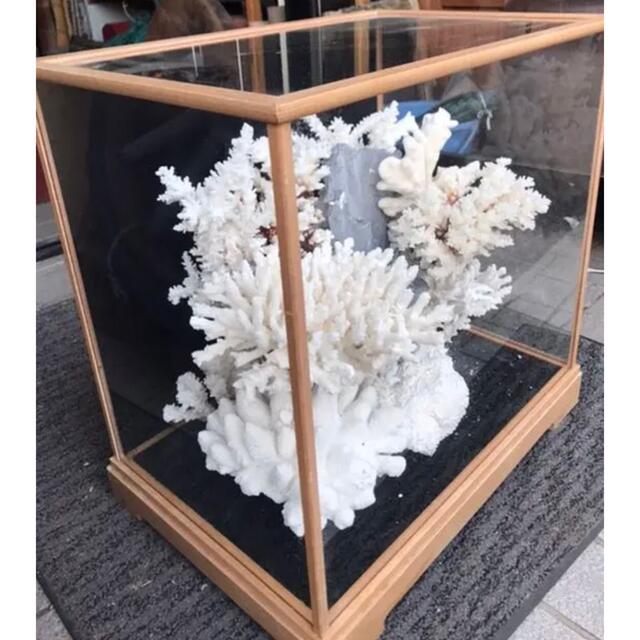 珊瑚礁、飾り珊瑚、飾りサンゴ、珊瑚、ガラスケース付き珊瑚礁の通販