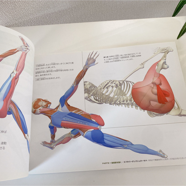 yoga アナトミー解剖学の教科書 アーサナ編の通販 by cuppy shop｜ラクマ
