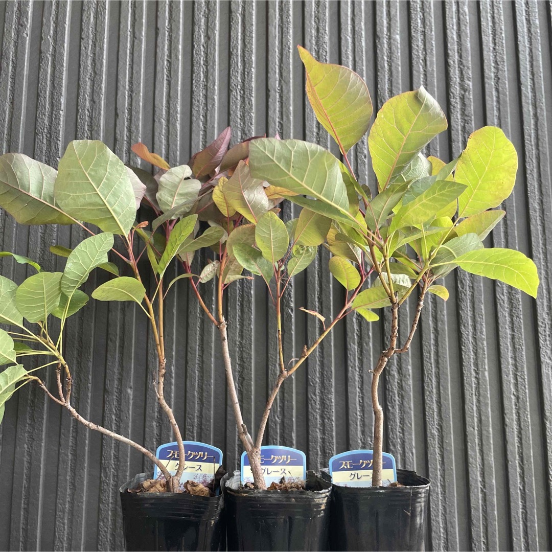 スモークツリー 苗 グレース 苗木 雌株の通販 by グリーンcafé｜ラクマ