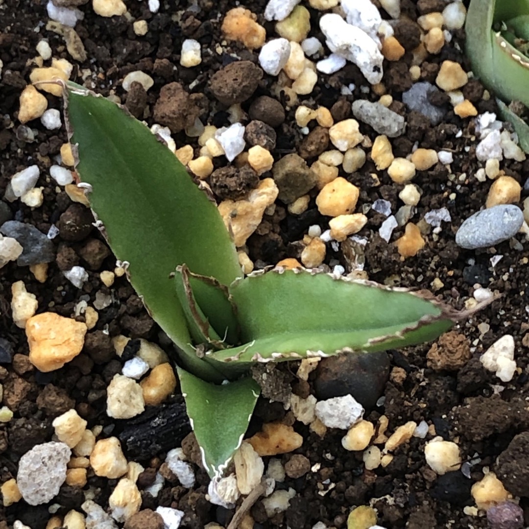 アガベ 笹の雪 子株の通販 by らら's shop｜ラクマ