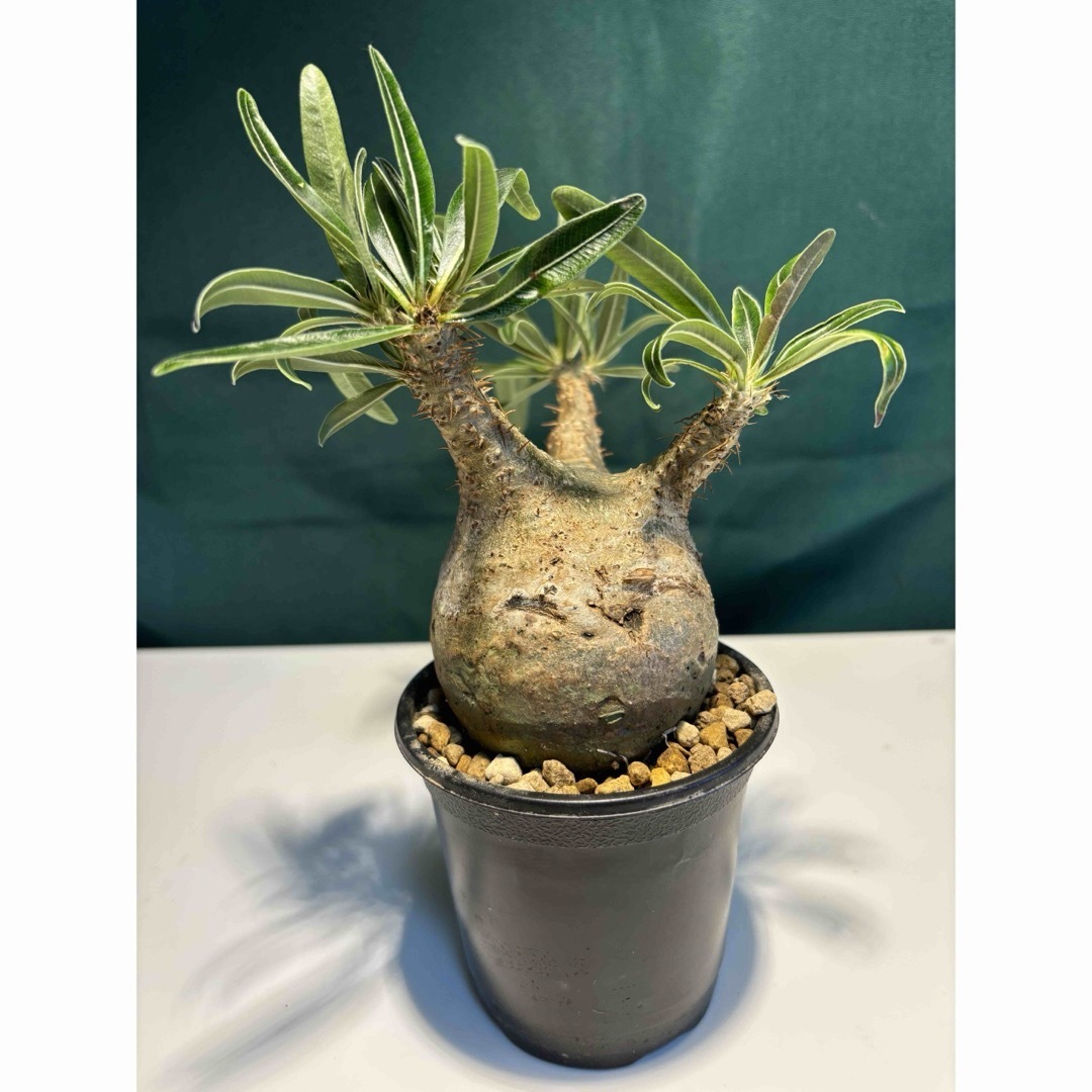 グラキリス 現地球 発根済 【公式通販】