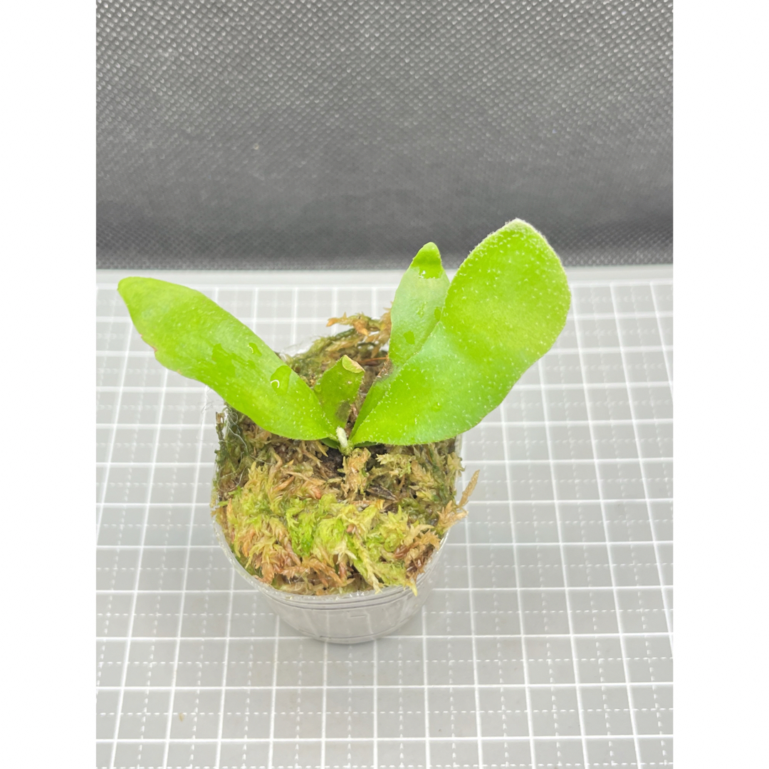 ビカクシダ willinckii Golden Boy sporeling 金童の通販 by ビカビカ