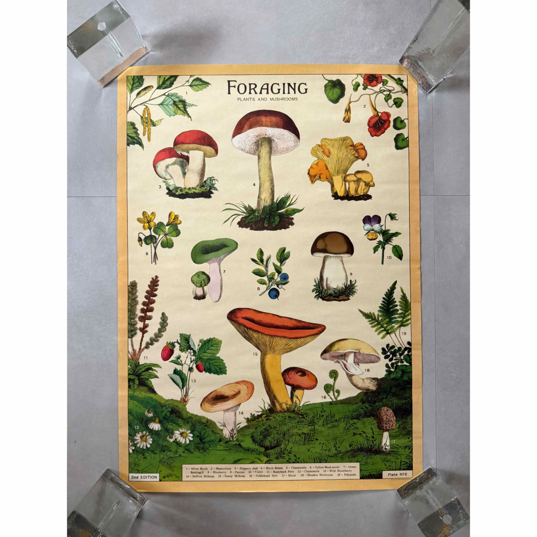 古着 ビンテージ USA きのこ 植物図鑑 サイケデリック ポスター 希少