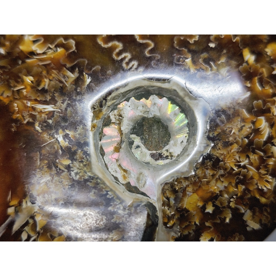 アンモナイト 383g アンモライト オパール 原石 鑑賞石 自然石 誕生石