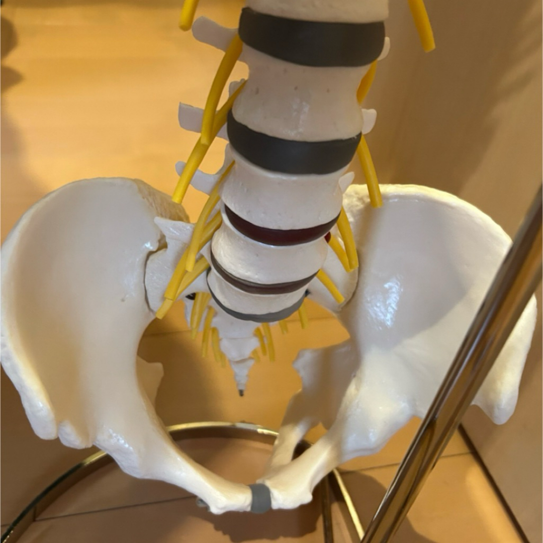 ドイツソムソ社製の脊椎（脊柱）骨格模型、新品未使用品の通販 by