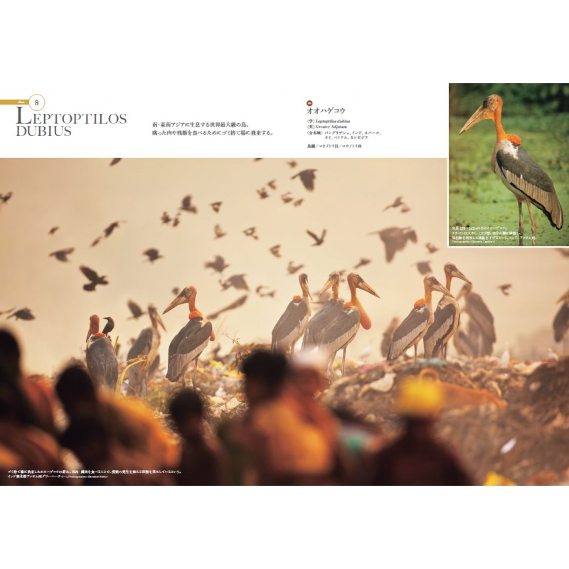 世界の動物遺産 世界編・日本編 | HMV&BOOKS online - 9784081570614