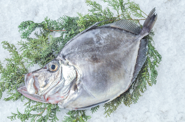 カガミダイ（定置網） 【業務用食材の仕入れなら八面六臂】