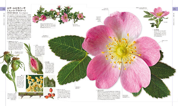 地球博物学大図鑑 新訂版 スミソニアン協会(監修) - 東京書籍 | 版元