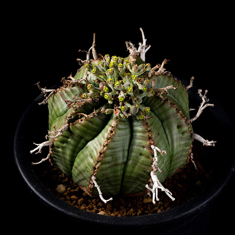 ユーフォルビア・バリダの基本情報・育て方｜多肉植物・サボテン図鑑