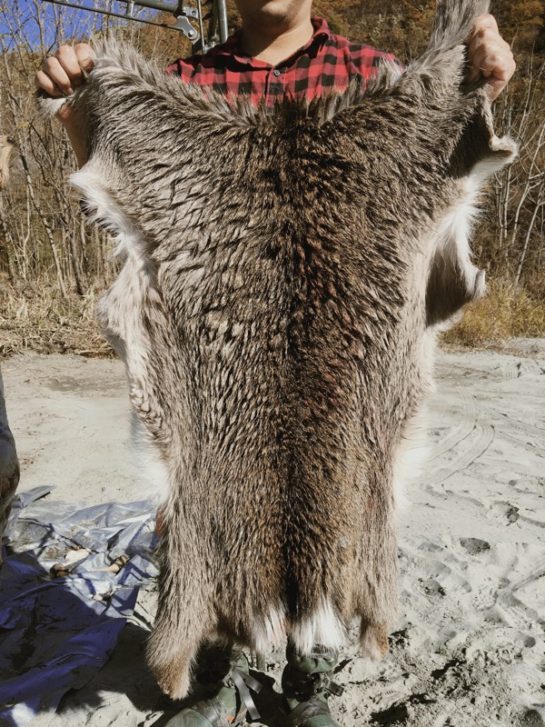 鹿の毛皮で初めてのアウトドアラグ作り！(前半) | INAKA PROJECT