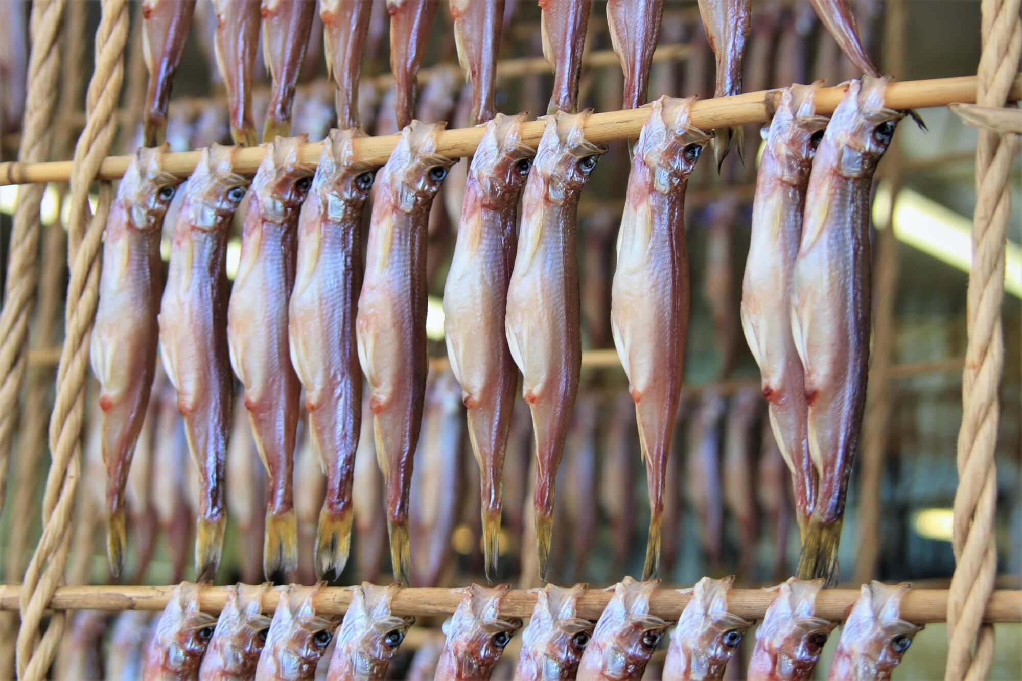 15】吃進東北海道的11月品嚐柳葉魚的真身滋味- 【公式】ひがし北海道