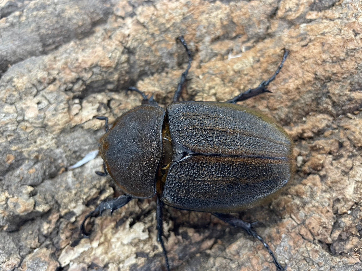 DH.オキシデンタリス – INSECT SHOP KMY