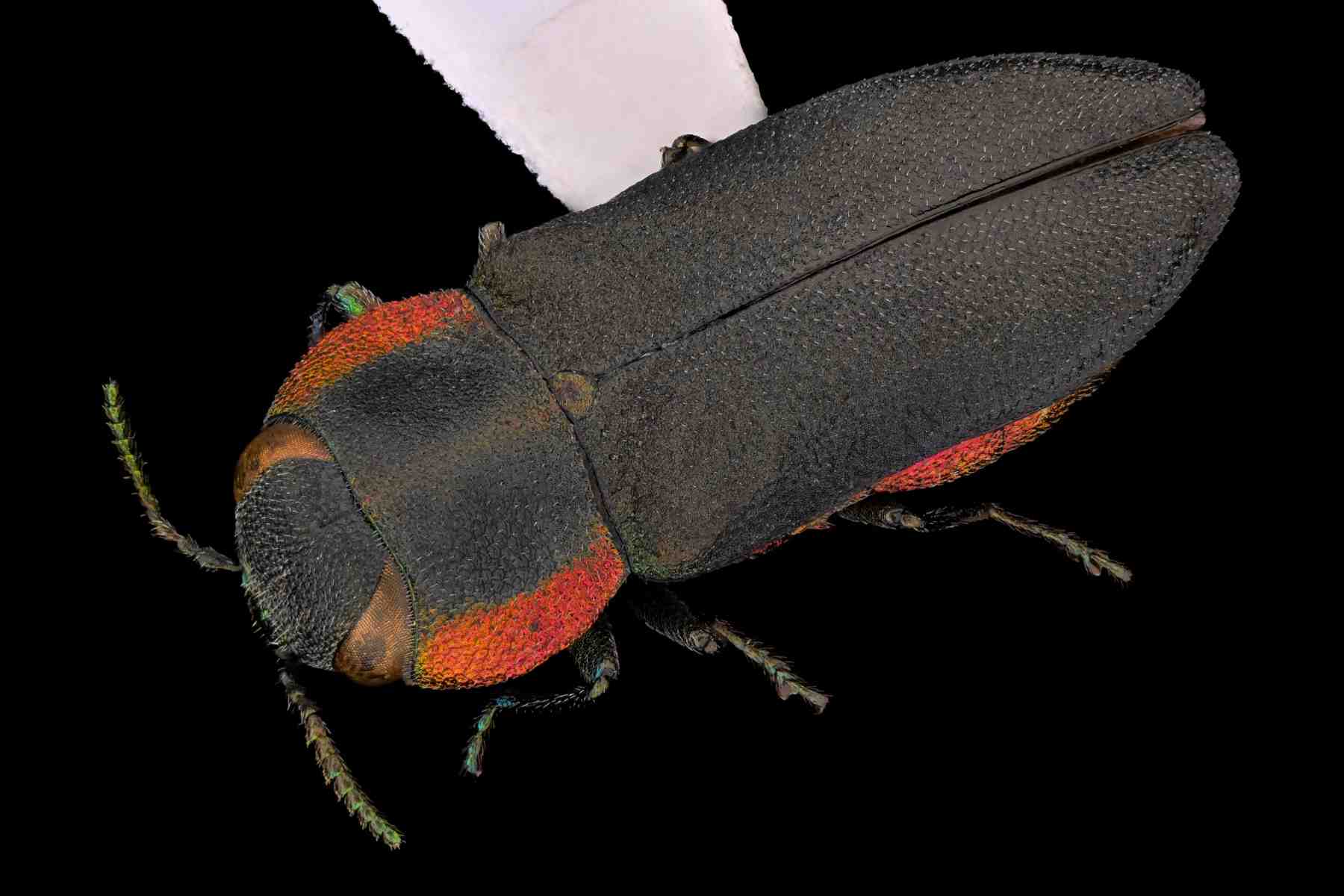 フチトリヒメヒラタタマムシ｜INSECT.Minoh.City