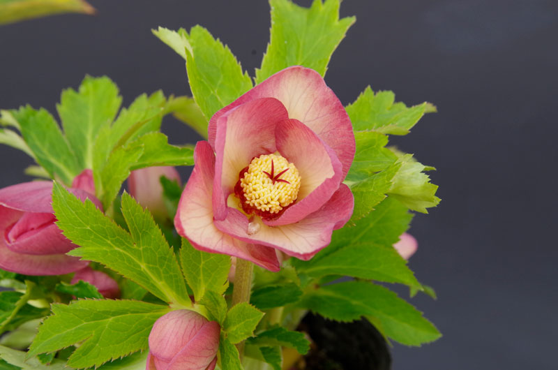 2019年2月1日 クリスマスローズ販売ゴールド系交配入荷。その2。 野田