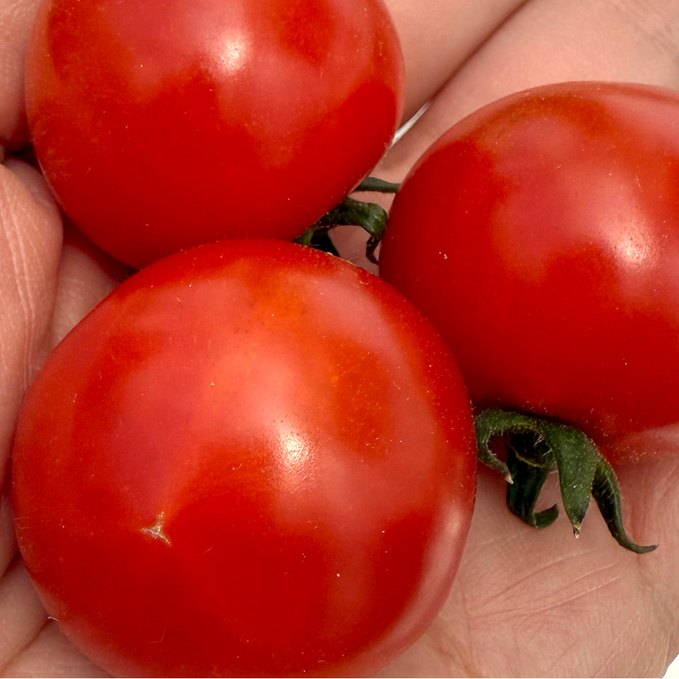 トマトジュース 2本組【かわぞえ農園】