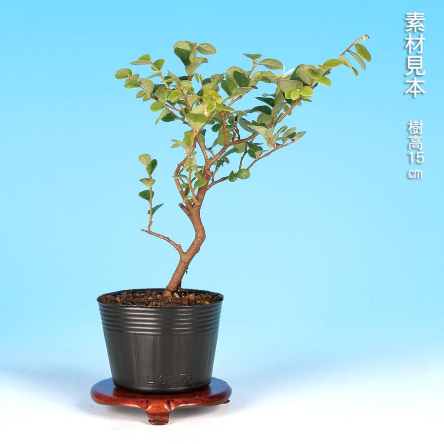 盆栽 白花常磐まんさく トキワマンサク 万作 満作 小品盆栽 ミニ盆栽