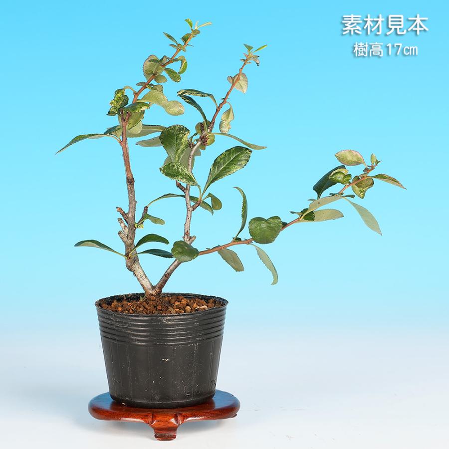 盆栽 長寿梅 五色 チョウジュバイ 斑入り 小品盆栽 ミニ盆栽 盆栽素材