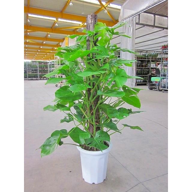 モンステラ 観葉植物 10号鉢 ハート型の大きな葉でモダンで