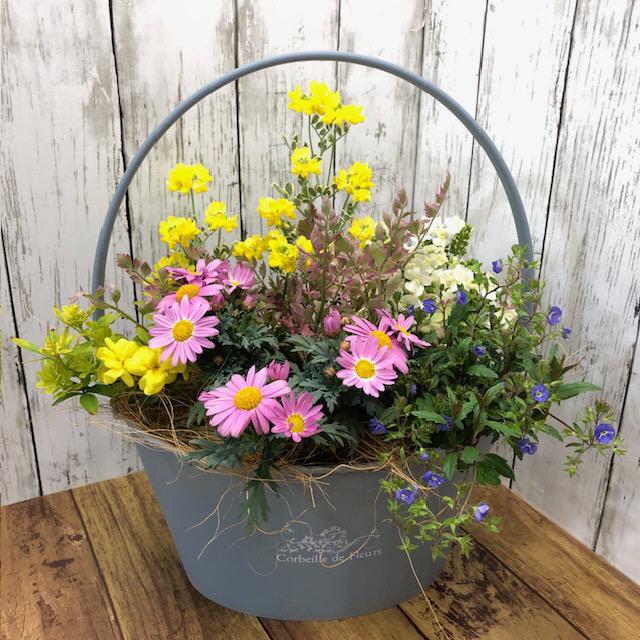 寄せ植え 春の寄せ植え 春の花 ギフト 送料込 でこの価格 手付き