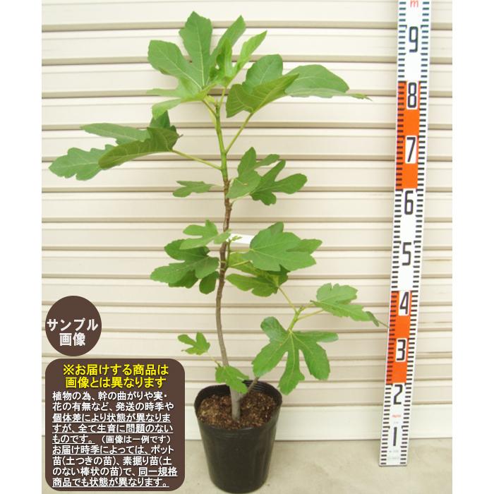 ブラックイスキア】 苗 イチジク [果樹苗木・無花果・いちじく
