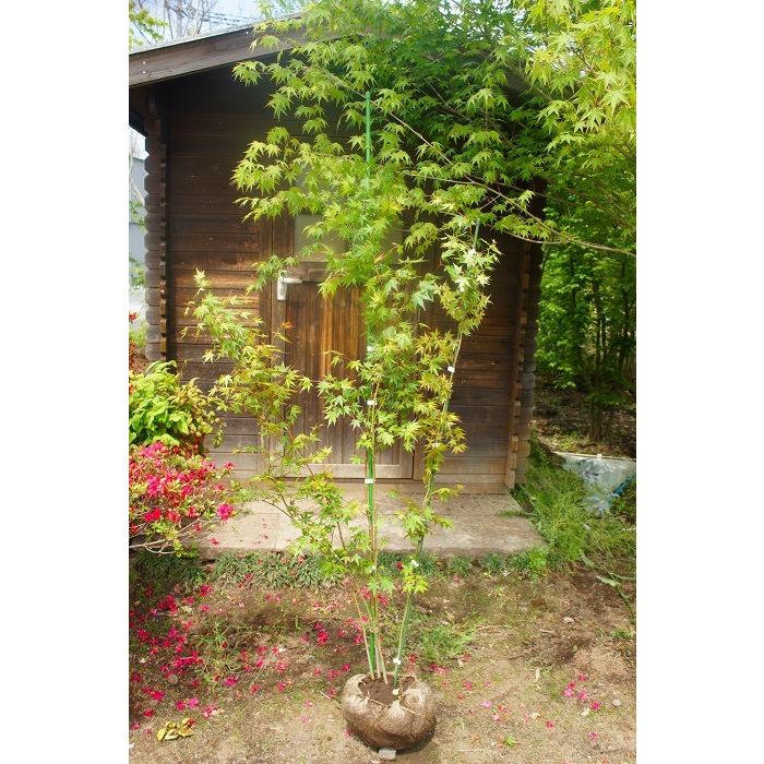 モミジ（紅葉）/イロハモミジ（伊呂波紅葉） 株立 樹高1.8m前後 露地苗