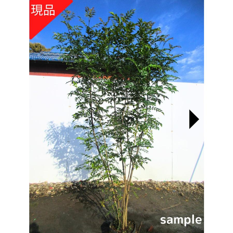 現品発送 シマトネリコ 株立ち 樹高1.9-2.1m(根鉢含まず) 苗木 苗