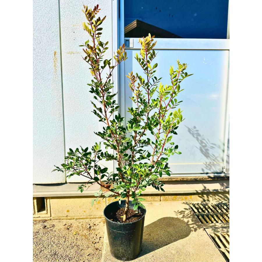 くいだおれ太郎 庭木 もみの木 10号鉢植え 高さ2メートル 楽天市場