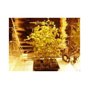 Eye Hortilux Super HPS1000W : Flora Farm - 通販 - Yahoo!ショッピング