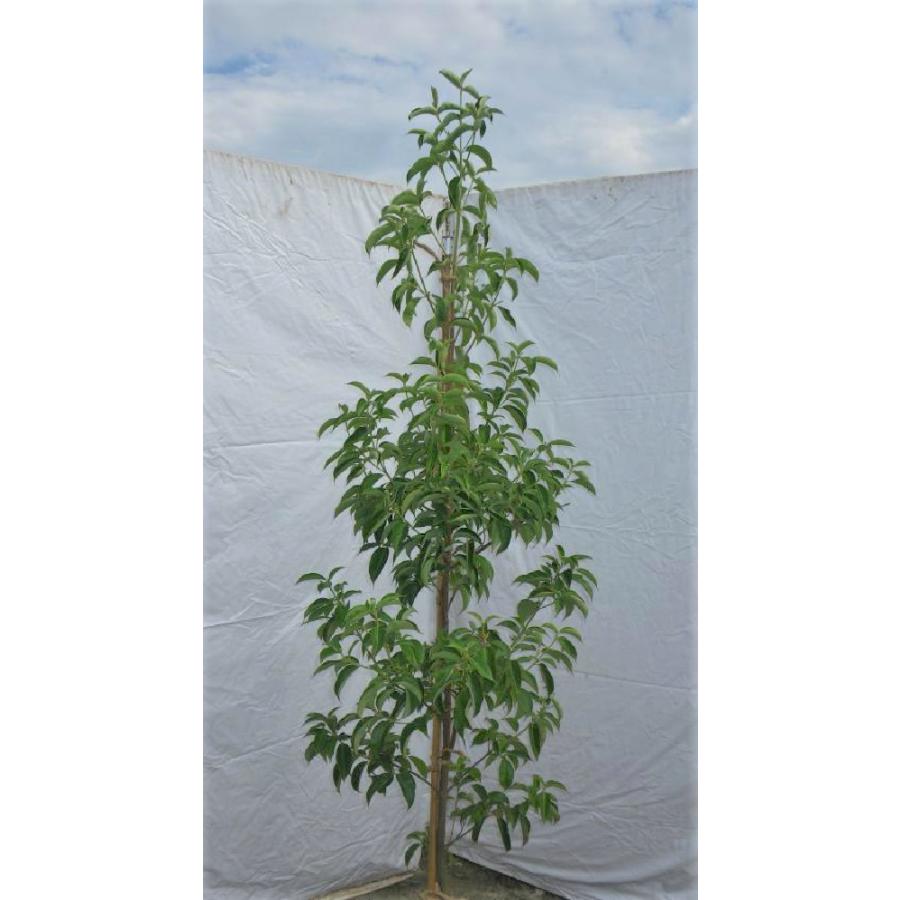 常緑ヤマボウシ 月光 約2m 1本株 大株苗木 お買得なおまかせ株