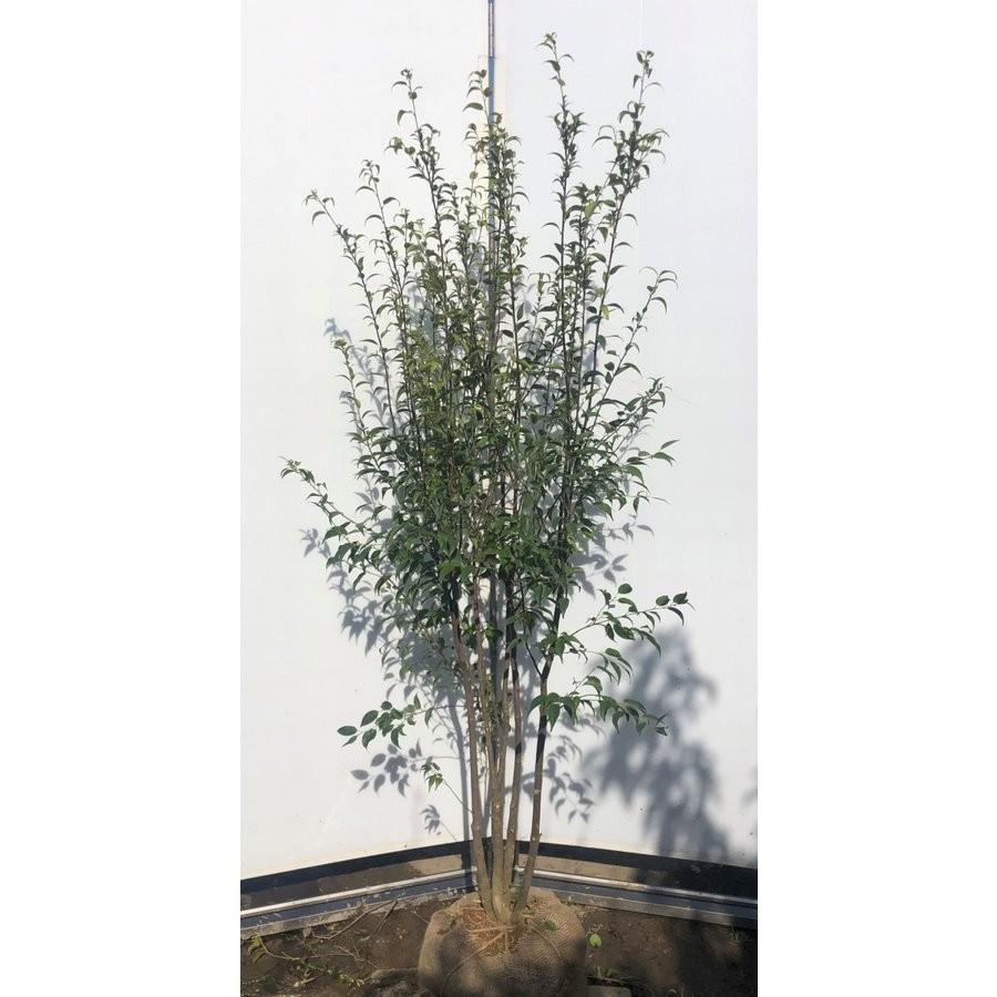 ハイノキ 株立ち 約1.7m 特大株 植木苗木 灰の木 規格販売 お買い得な