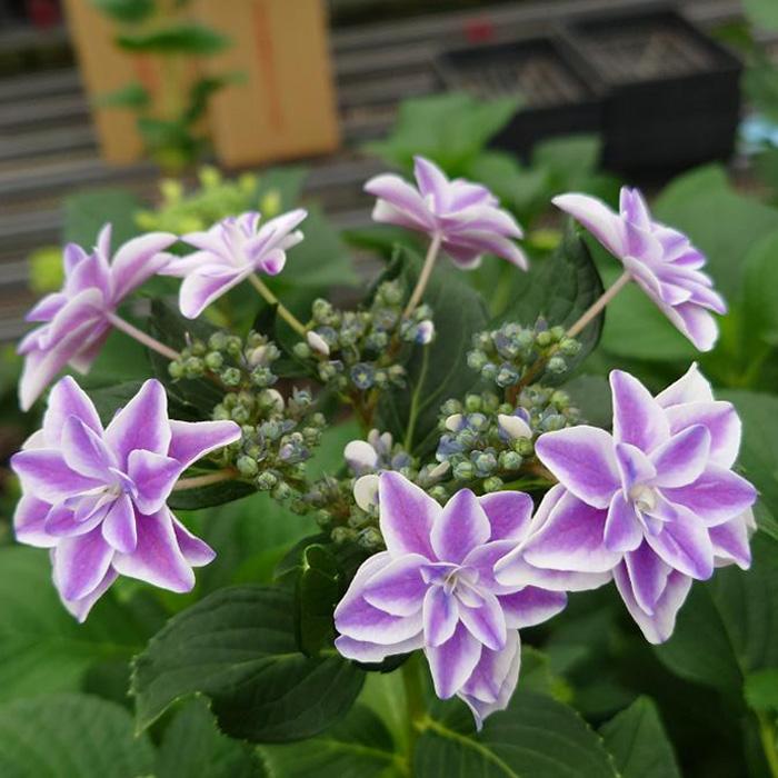 まもなく締め切り】 予約販売 アジサイ 星組 9cmポット 登録品種