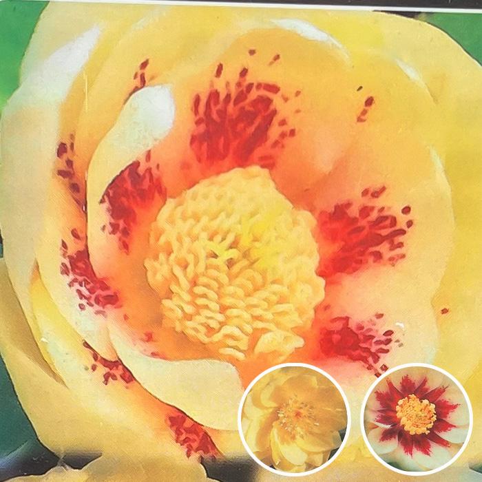 クリスマスローズ苗 ゴールド系ダブル 10.5cmポット 曽田園芸 宿根草