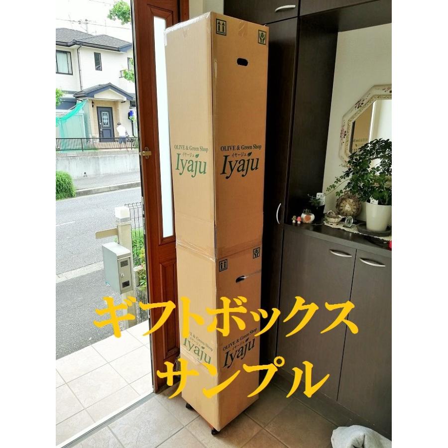 ココスヤシ 10号 耐寒性観葉植物 スクエアデザイン鉢植え リゾート