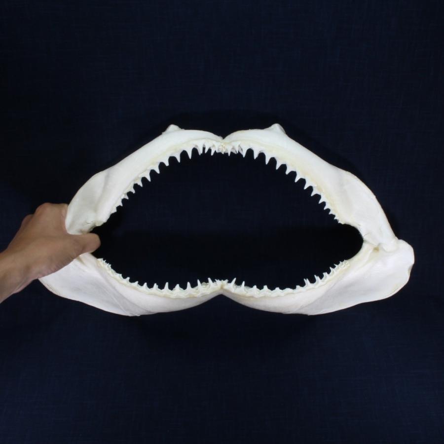 サメ 標本】カマストガリザメNo.12 顎骨標本 サメの歯 コレクション