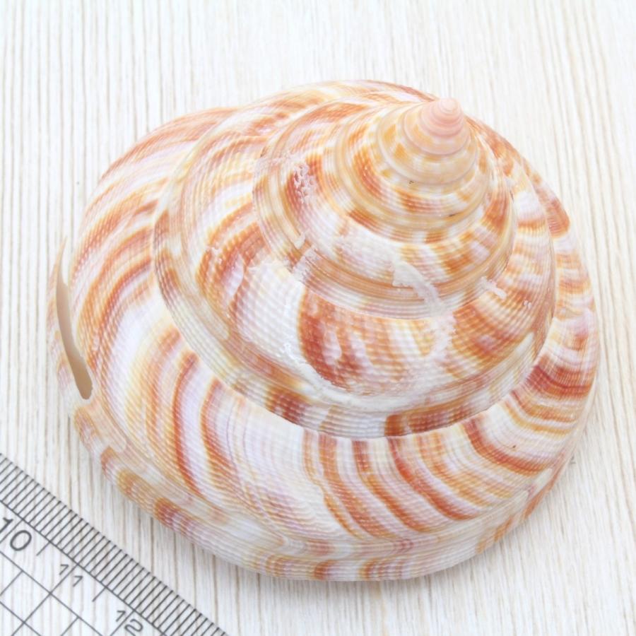 ベニオキナエビス 貝殻 約6〜8cm 標本 インテリア 置物 天然