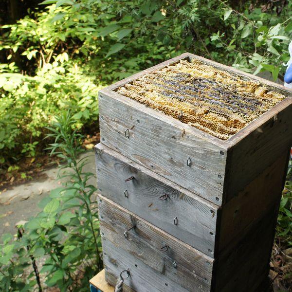 日本ミツバチの2年蜂蜜 120g : 完熟屋 BEEFRIENDSHIP - 通販 - Yahoo