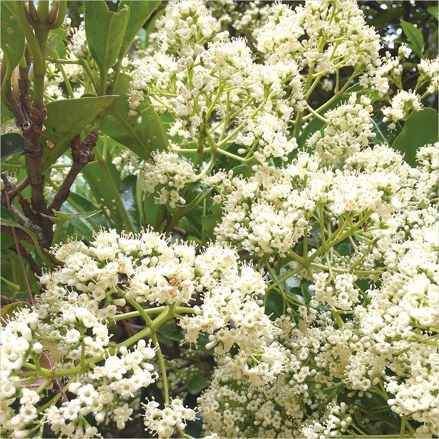 コームハニー (巣蜜) 80g 1袋 : 完熟屋 BEEFRIENDSHIP - 通販