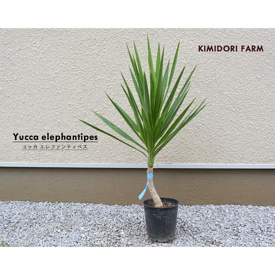 ユッカ エレファンティぺス 青年の木 約90-100cm グリーン 観葉植物