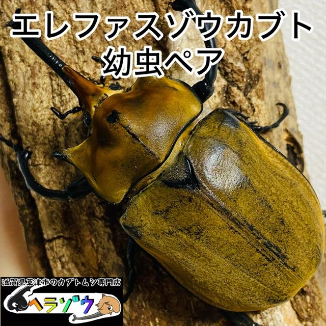 エレファスゾウカブト 幼虫ペア : カブトムシ専門店ヘラゾウ - 通販