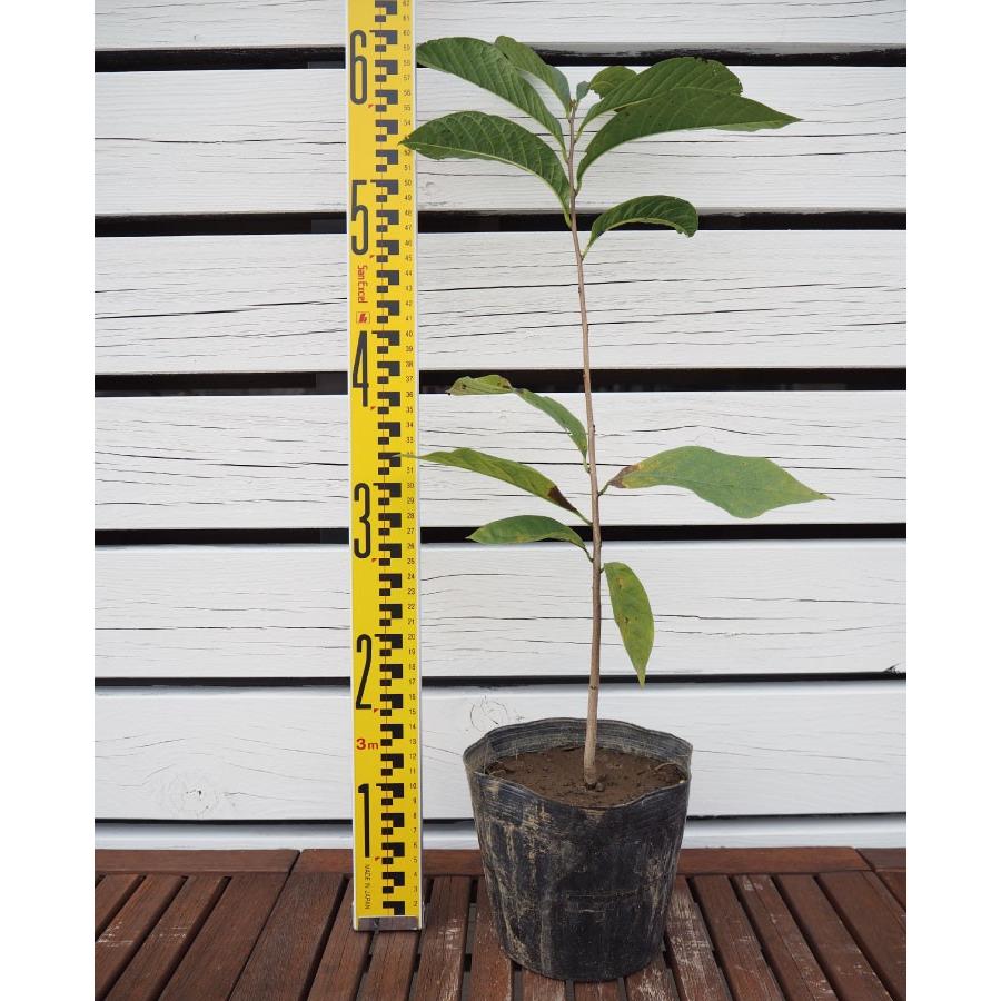 ポポー苗木 【実生苗（在来種）】 実生 ポット苗 : 苗木の専門店