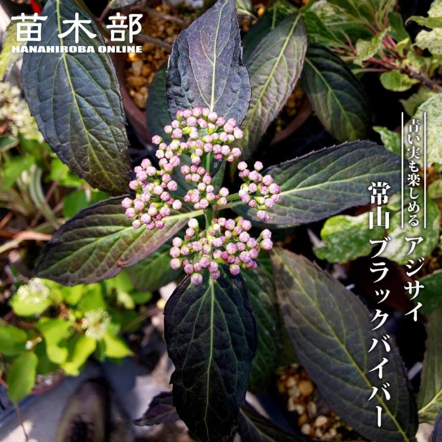 紫陽花 常緑アジサイ 常山 ブラックバイバー 3.5号ポット苗 : 苗木部