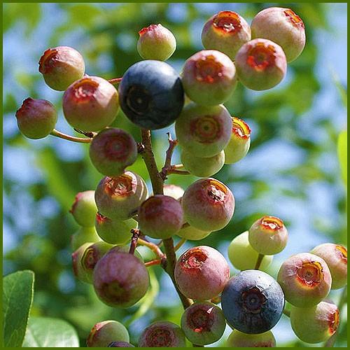 ご注文品 ブライトウェル＆フェスティバル ブルーベリー準大苗セット